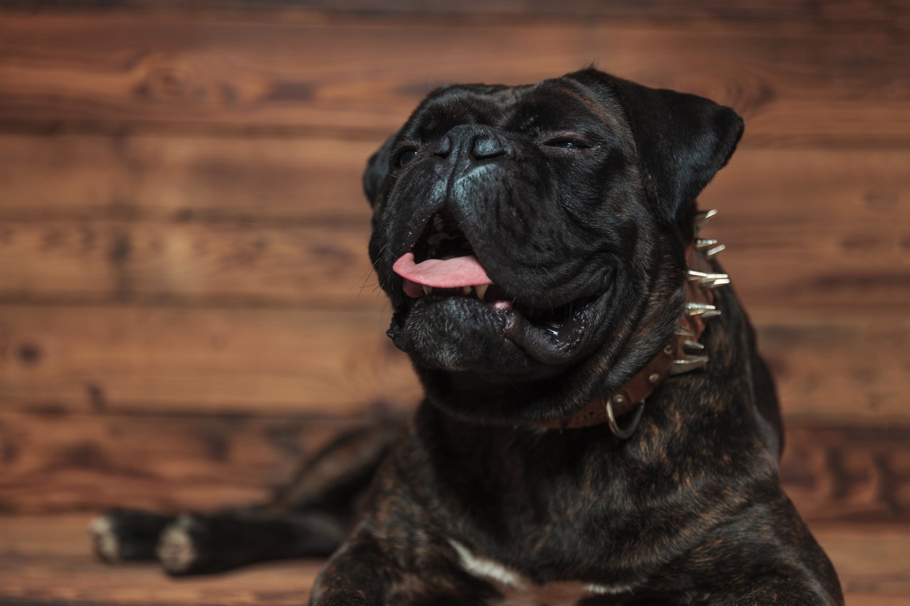 Starnuto inverso nel cane