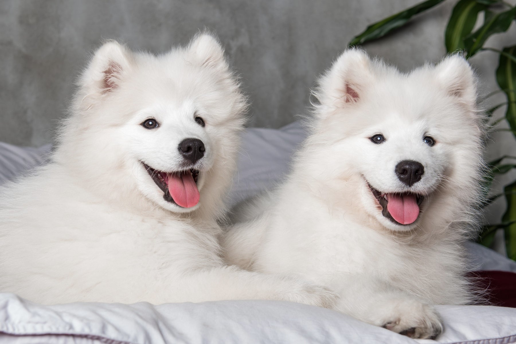 Perchè il cane perde il pelo?