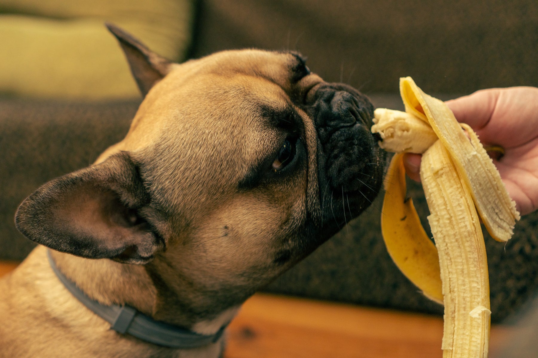 I cani possono mangiare la banana?