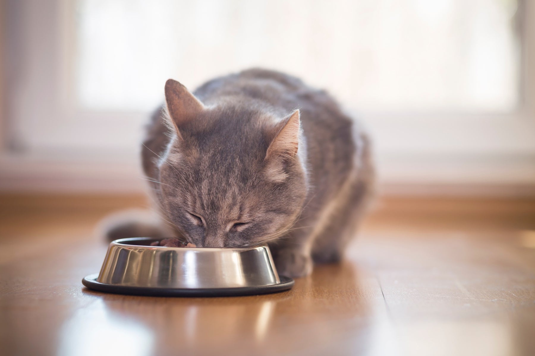 Cibo umido per gatti, un alimento fondamentale per l'idratazione del gatto