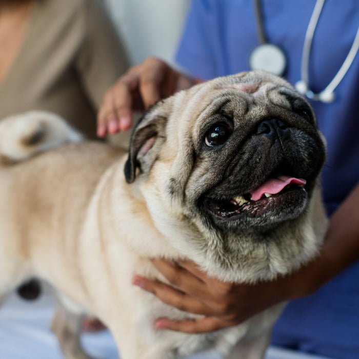 Perché il mio cane vomita? Cause e soluzioni