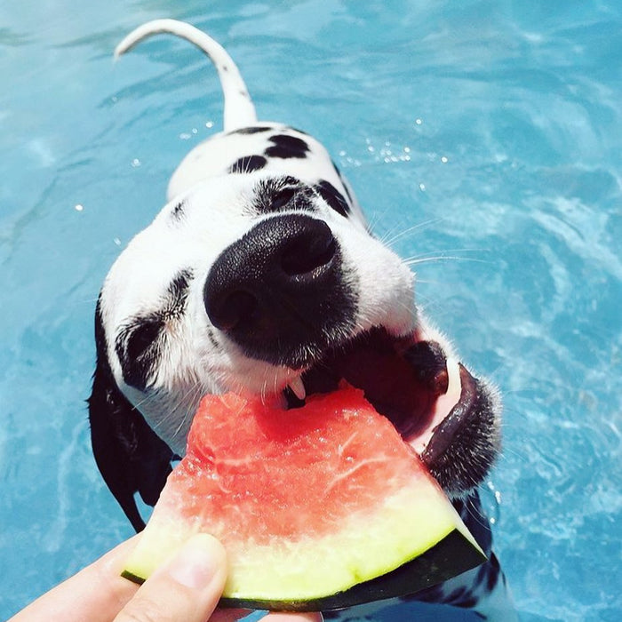 “A Pelo D’Acqua “ a Carrù: inaugurata con successo la piscina per cani