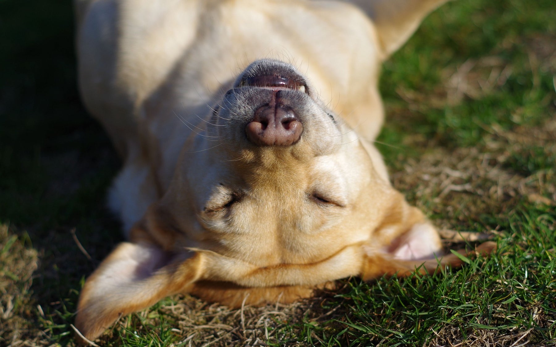 Perché i cani si strusciano nell'erba quando li porti a fare una passeggiata?